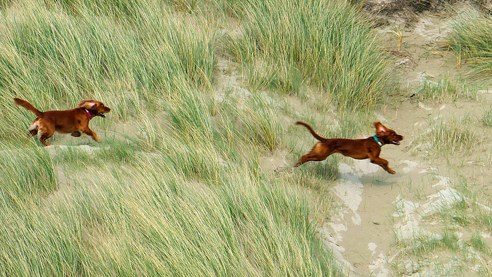 Picture of two brown dogs running over some sand dunes