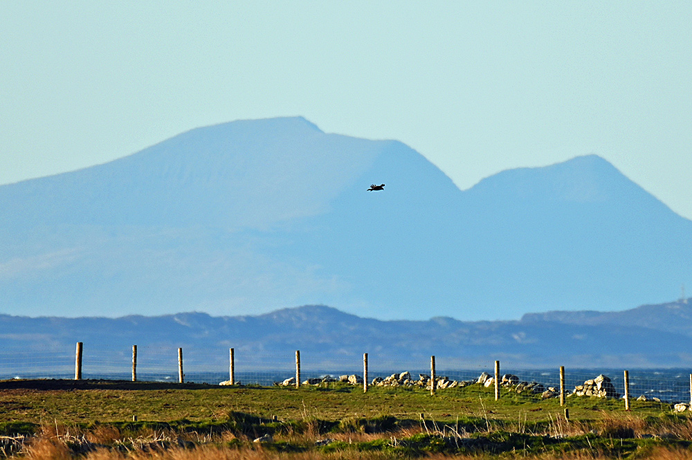 Picture of a bird of prey in flight in front of a distant mountain