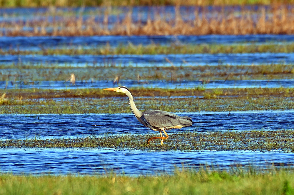 Picture of a Grey Heron wading in a wetland