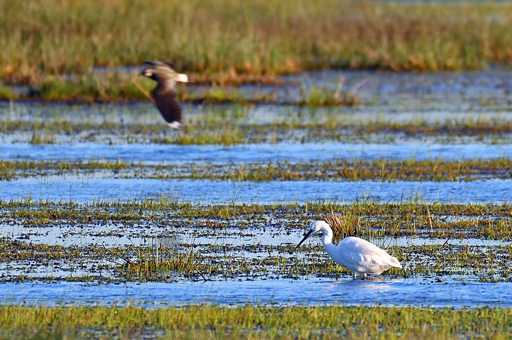 Picture of a Little Egret wading in a wetland while a Lapwing is whizzing past