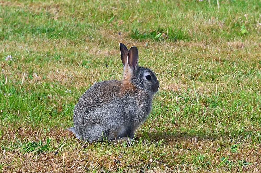 Picture of a young Rabbit on a rough lawn