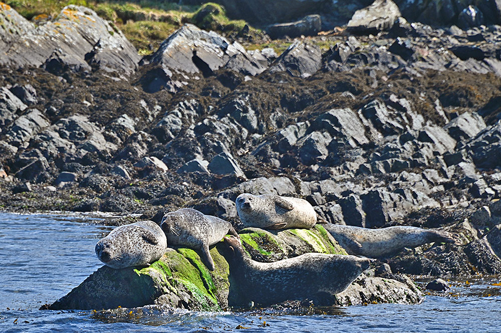 Picture of a group of seals sunning on some coastal rocks