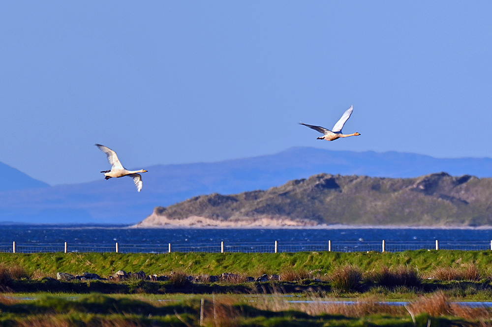 Picture of two Whooper Swans in flight over the mouth of a sea loch, dunes behind them