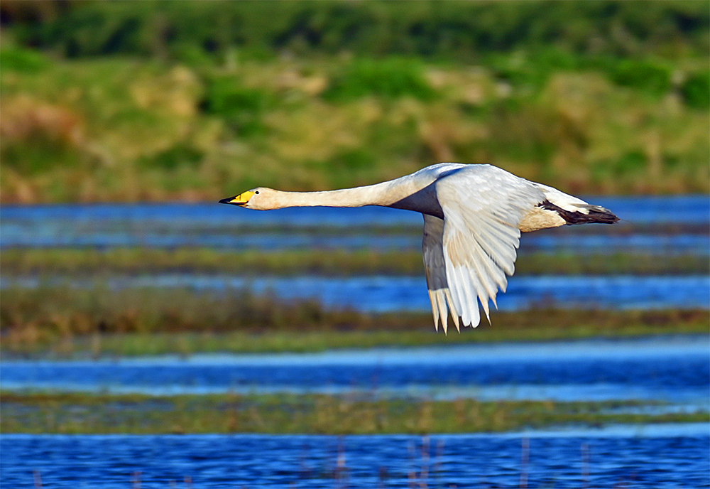 Picture of a Whooper Swan in flight over some wetlands