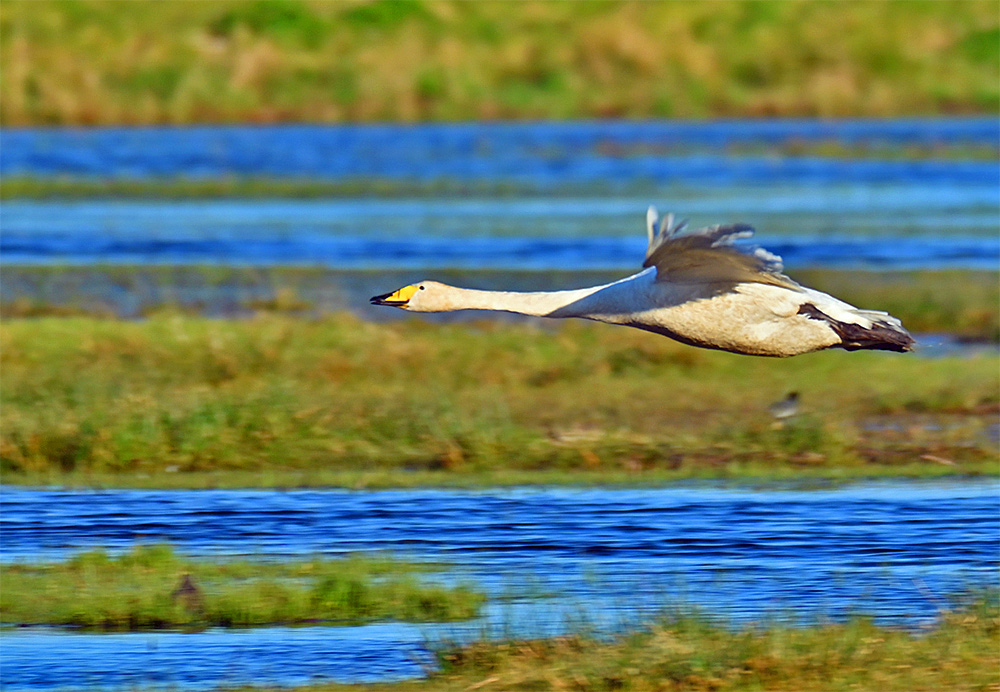 Picture of a Whooper Swan in full flight over some wetlands