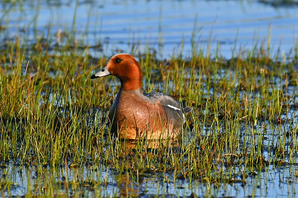 Picture of a male Wigeon duck in a wetland