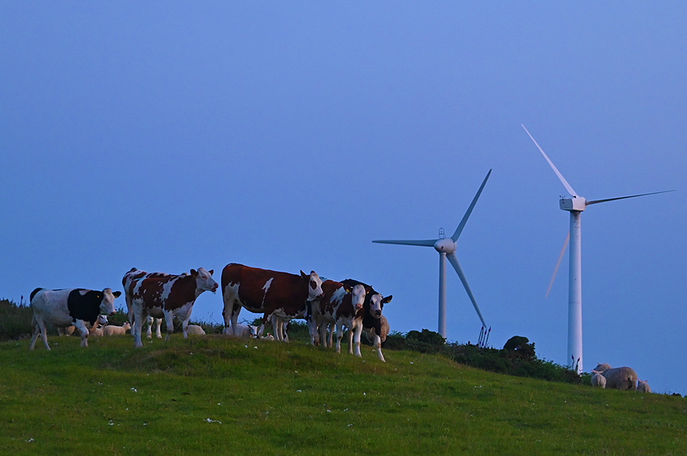 Picture of some cattle on a hill in some late evening light, two wind turbines in the background