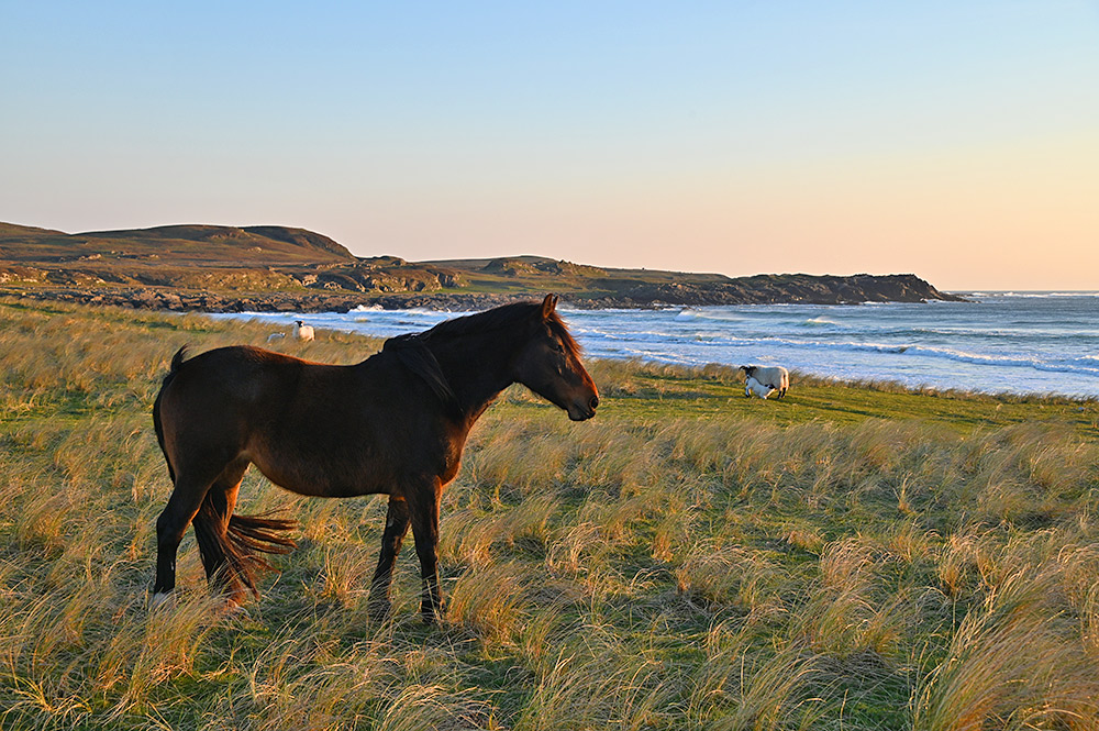 Picture of a horse standing in some grassy dunes, sheep and lambs in the background