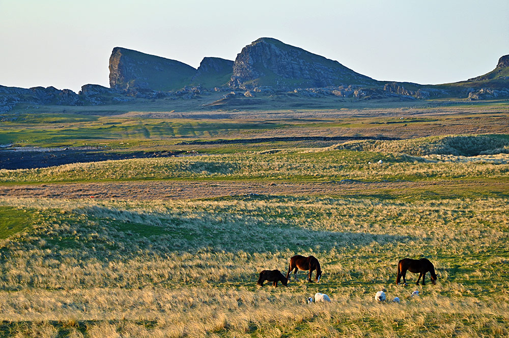 Picture of some horses and sheep grazing on dunes below some cliffs and rock formations