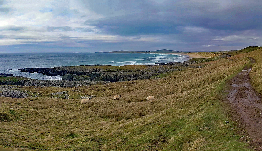 Panoramic picture of a wide bay with a sandy beach, some sheep