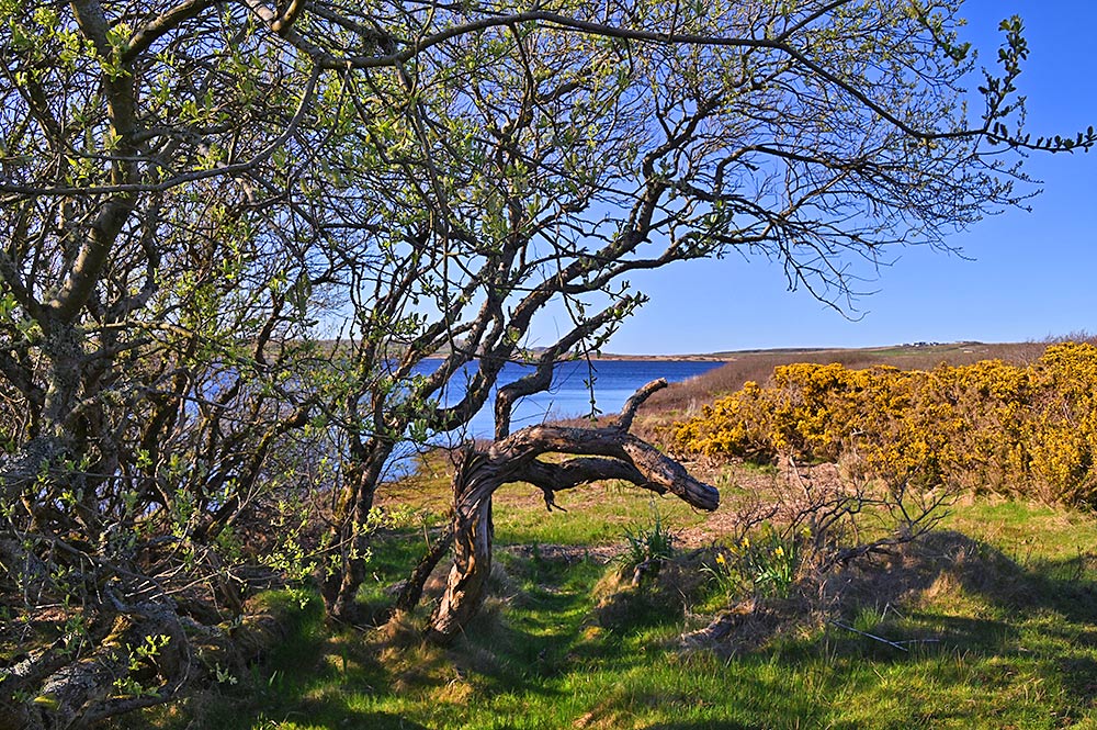 Picture of a small tree with fresh leaves and some gorse bushes on the shore of a freshwater loch