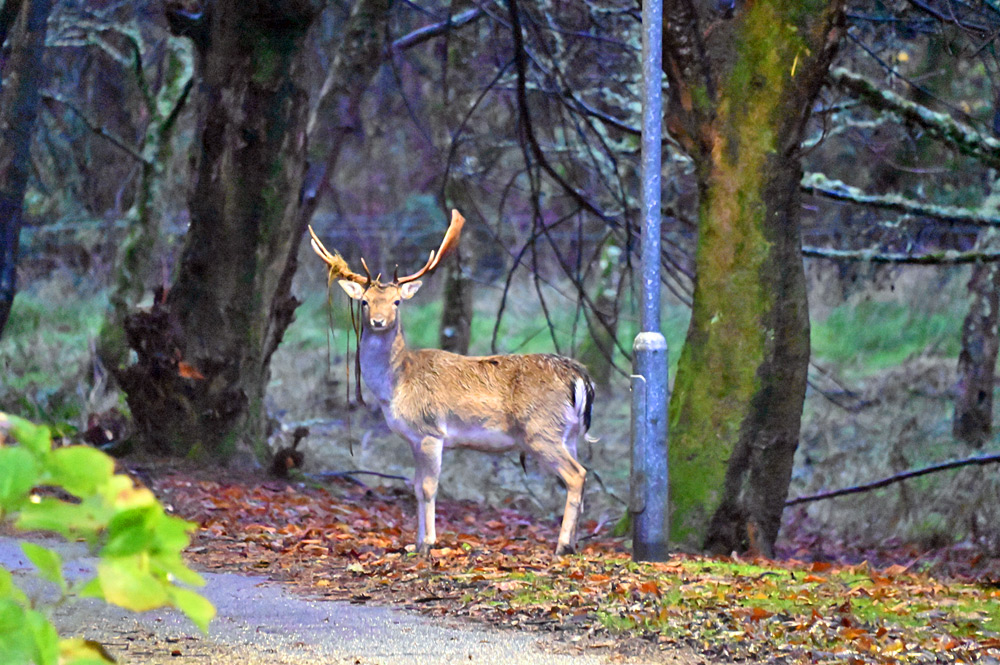 Picture of a deer on a small road under a lamp, trees in the background