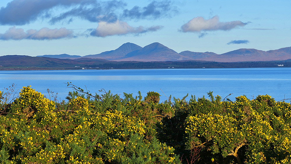 Picture of Gorse bushes along a sea loch, some mountains in the distance on the other side of the loch