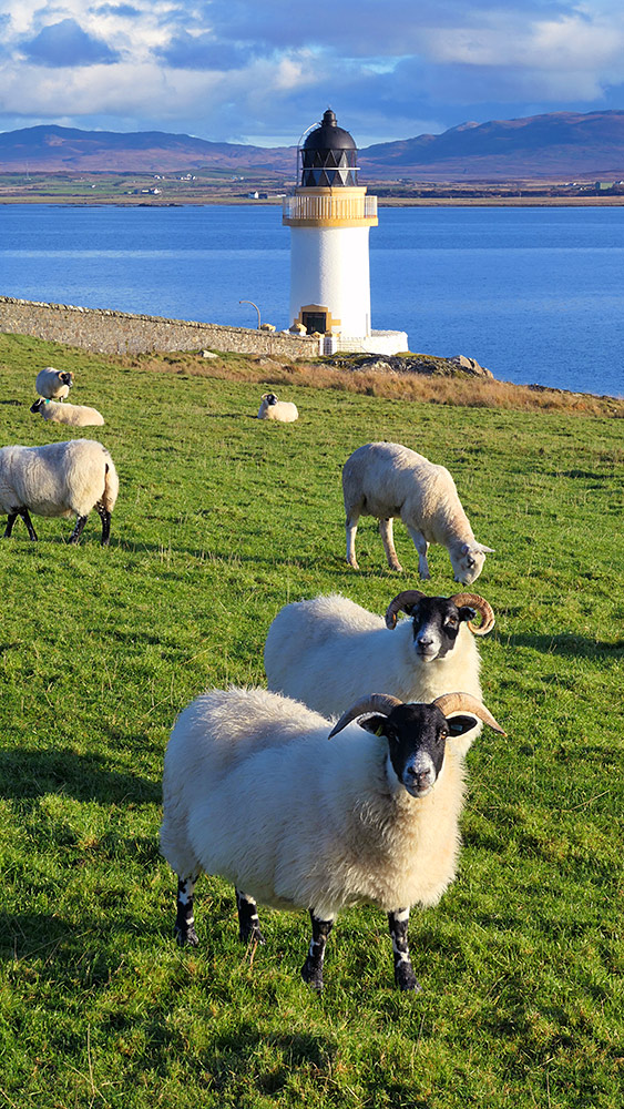 Picture of some sheep in front of a small lighthouse at the shore of a sea loch