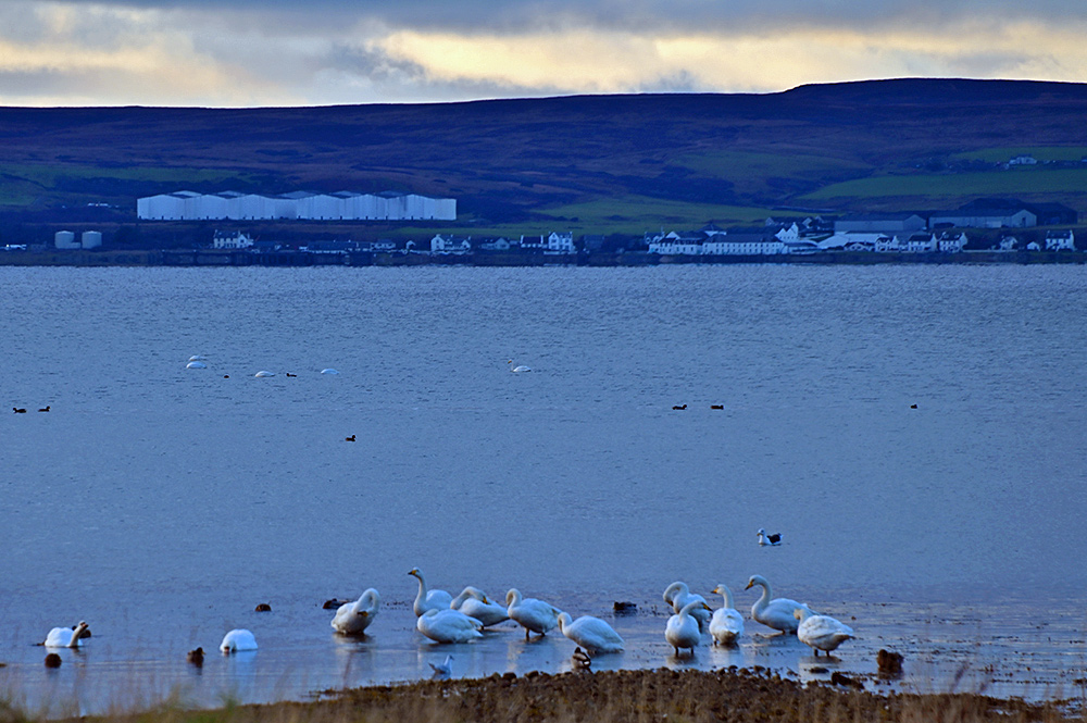Picture of swans at the shore of a sea loch, behind them on the other side of the loch a village with a distillery and warehouses