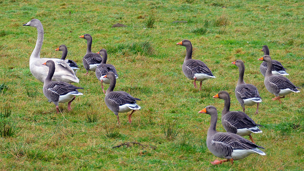 Picture of a juvenile Whooper Swan followed by some Greylag Geese