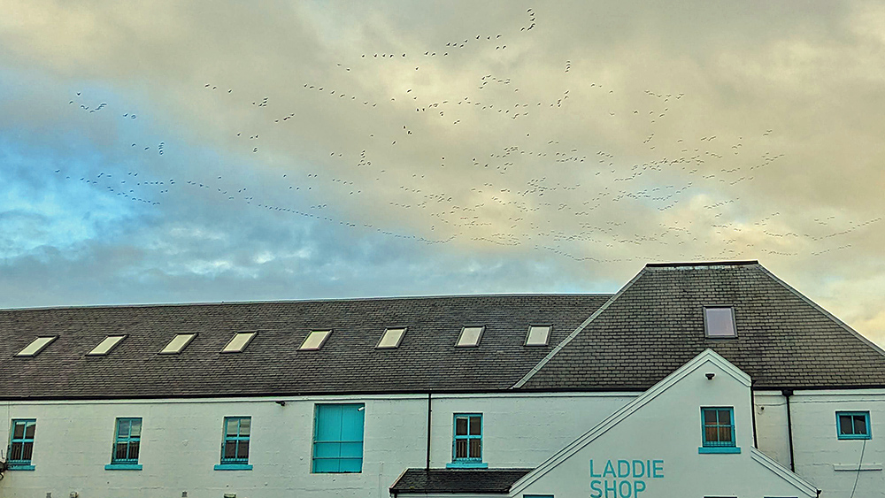 Picture of a large number of Barnacle Geese above a distillery building with Laddie Shop written on it