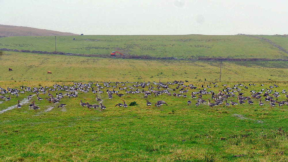 Picture of Barnacle and Greylag Geese in a field on a rainy day, an orange digger in the background