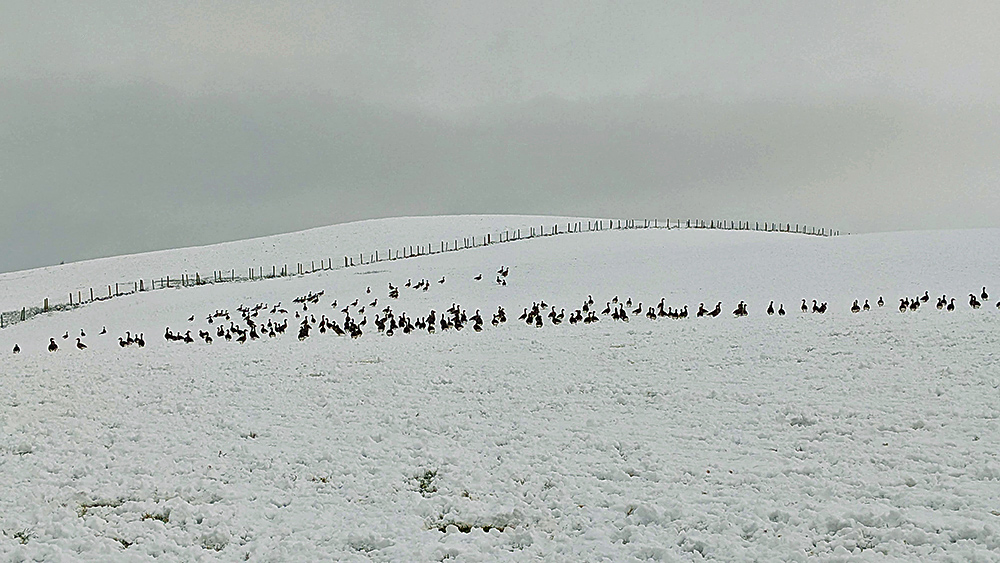 Picture of some geese in a field covered in snow, a fence stretching into the distance