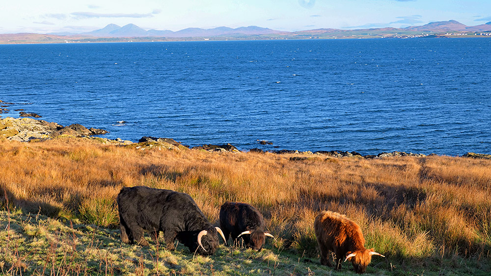 Picture of three Highland cattle grazing on the shore of a sea loch