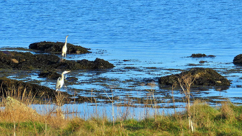 Picture of two Herons on a rocky shore behind some grassy land