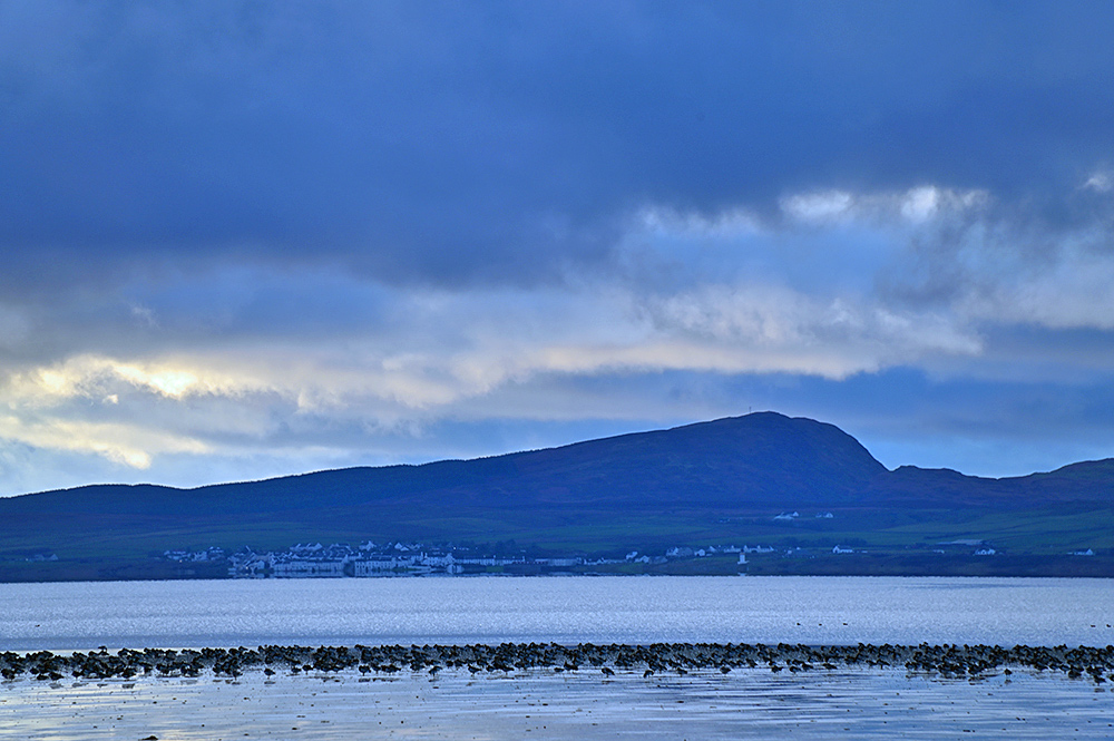 Picture of a coastal village seen across a sea loch under dark clouds, some Barnacle Geese in the foreground