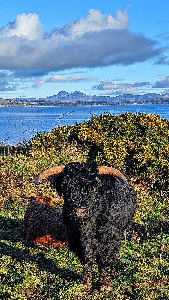 Picture of a black and a brown Highland cattle in front of a gorse bush, in the background a sea loch and some mountains