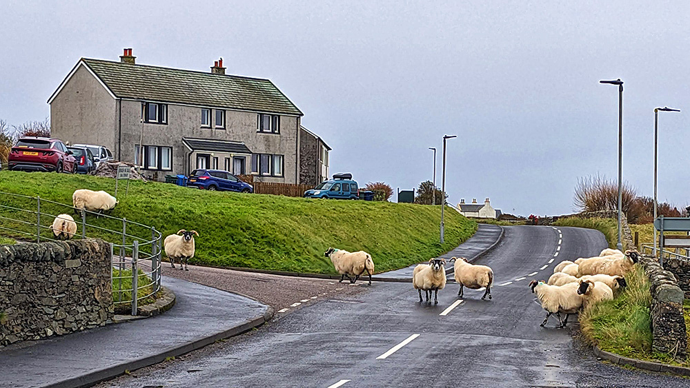 Picture of some sheep on a road in a coastal village on an overcast morning