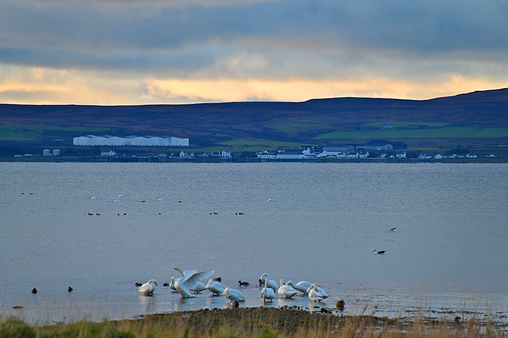 Picture of several Swans on the shore of a sea loch, a village with a whisky distillery on the opposite shore