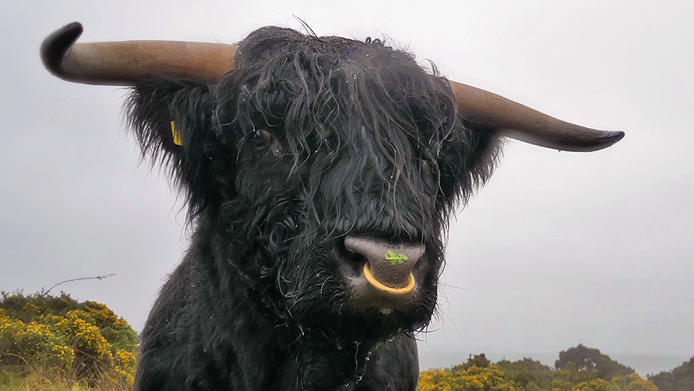 Picture of a wet black Highland bull under a grey rainy sky