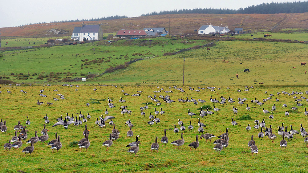 Picture of Greylag and Barnacle Geese in a field below a farm