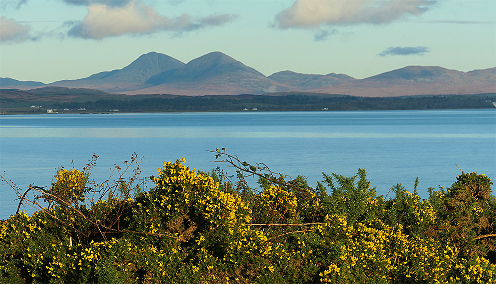 Picture of Gorse on the shore of a sea loch, some mountains in the distance