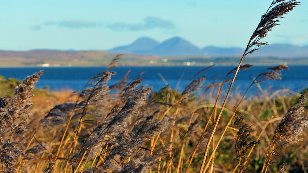 Picture of various grasses along the shore of a sea loch, mountains in the distance