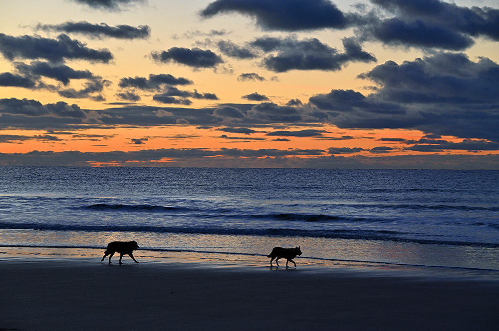 Picture of two dogs walking along a beach in the last light of the gloaming after sunset