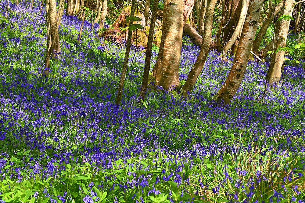 Picture of a woodland floor with a carpet of Bluebells in the sunshine