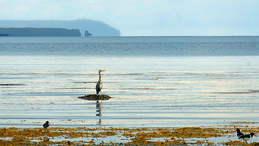 Picture of a Heron on a rock in shallow water off a beach, some Oystercatchers in the foreground. Distant cliffs in the background