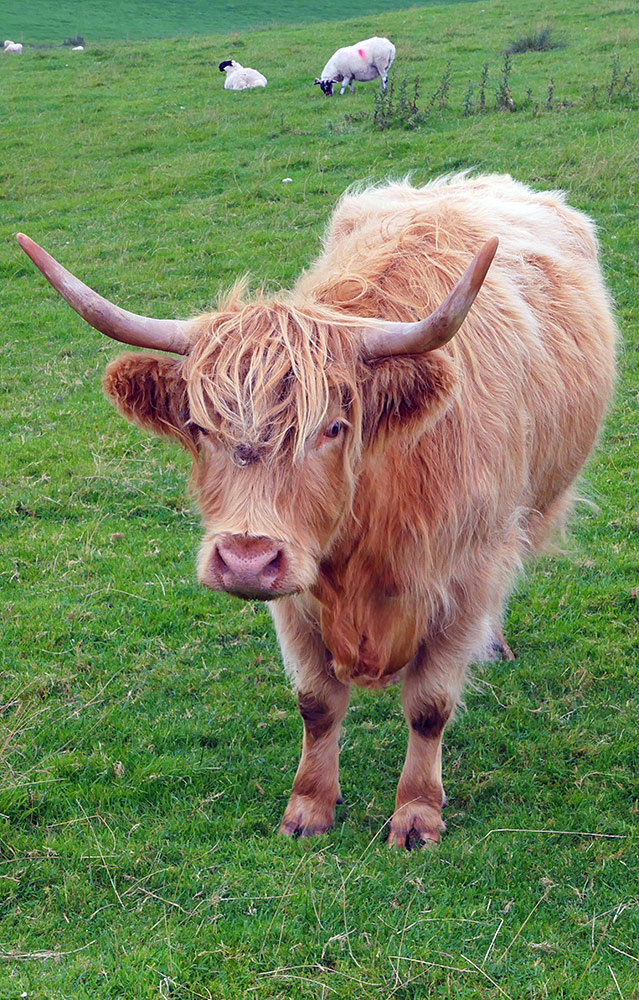 Picture of a Highland Cow with some sheep in the background