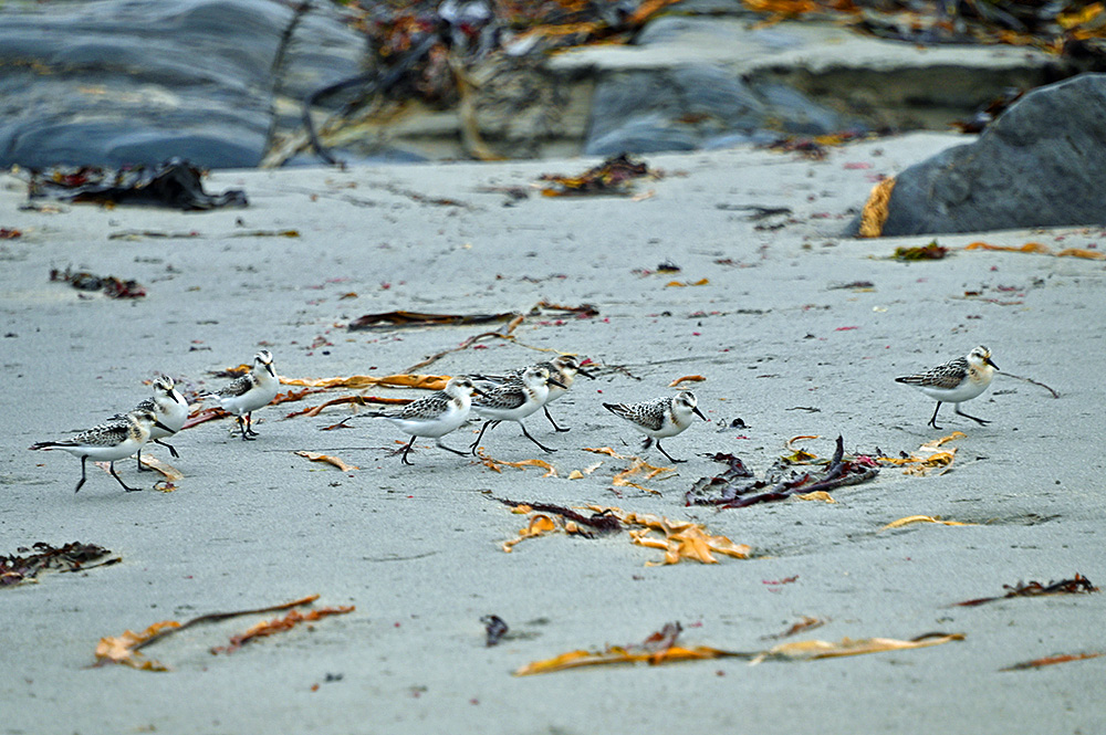Picture of half a dozen Sanderlings on a beach
