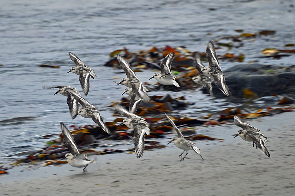 Picture of a dozen Sanderlings in low flight at a beach