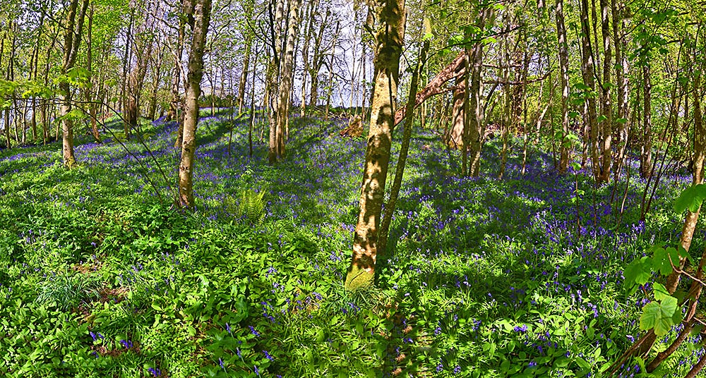 Panoramic picture of wooded hillside with a carpet of Bluebells on the ground