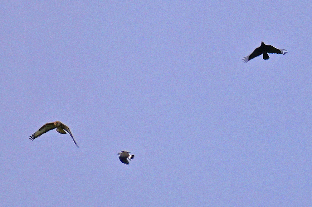 Picture of a Buzzard being chased by a Lapwing and a Crow