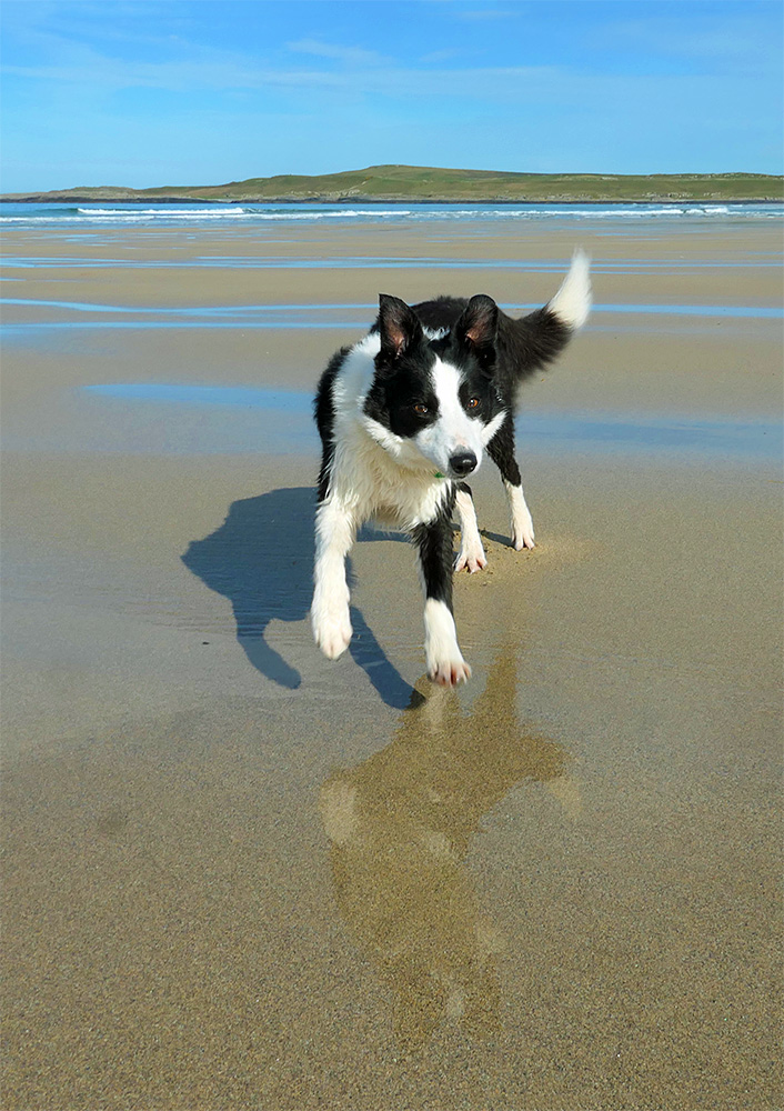 Picture of a curious black and white dog running on a beach, its reflection mirrored in a wet patch on the beach