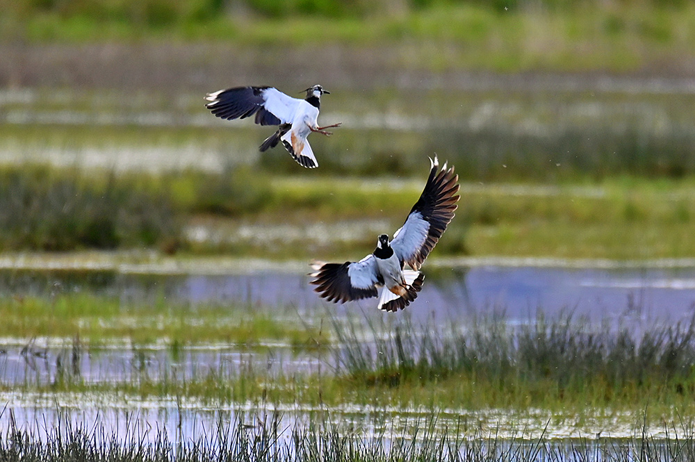 Picture of two Lapwings low in the air, probably in some mating ritual