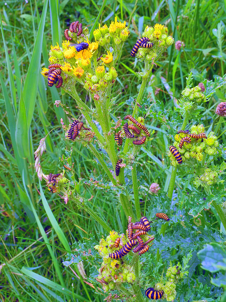 Picture of lots of Cinnabar Moth Caterpillars on a plant