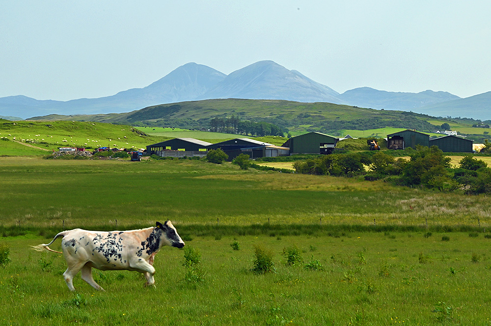 Picture of a white cow with black markings running in a field. A farm behind it. also some mountains on the horizon