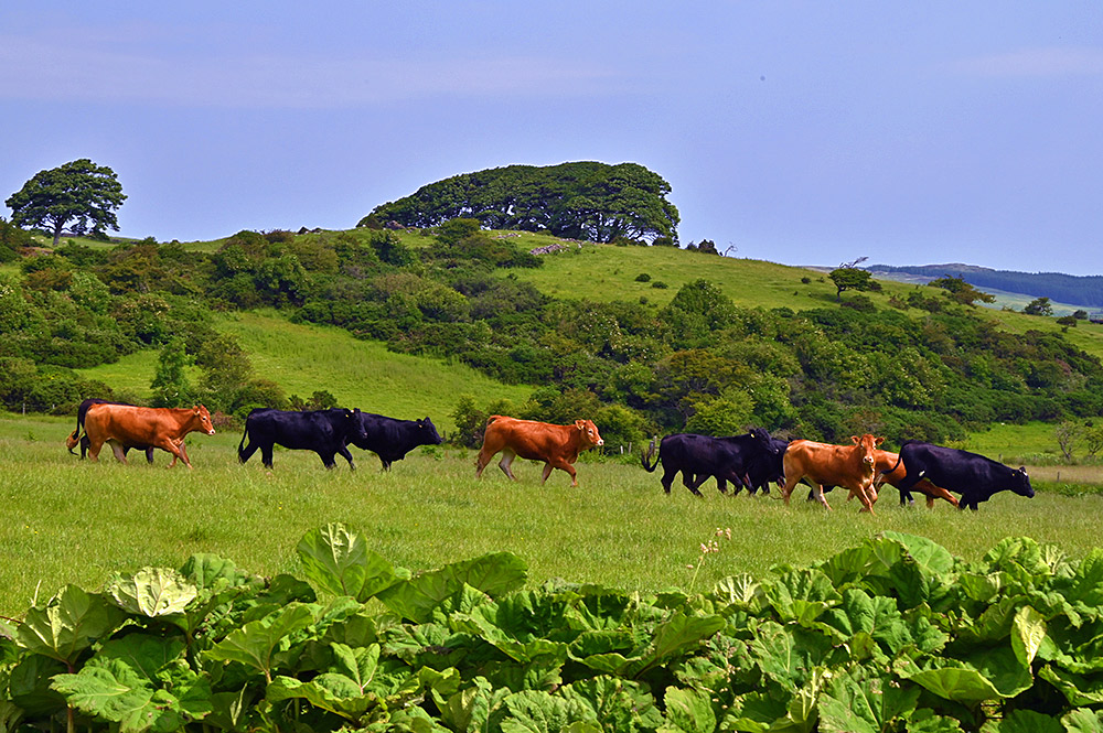 Picture of some black and brown cows on the move in a field