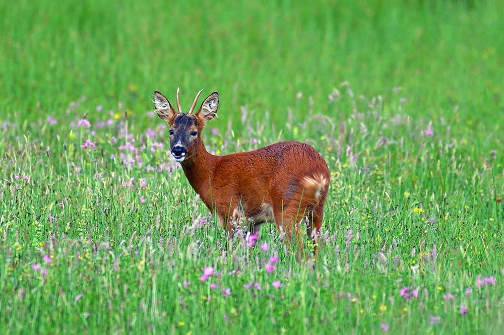 Picture of a deer in a meadow