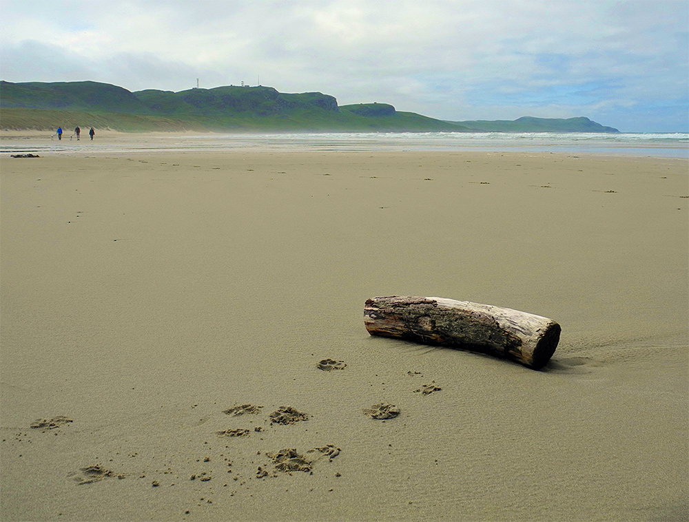 Picture of a beach with some driftwood, paw prints next to them. Some walkers visible in the distance