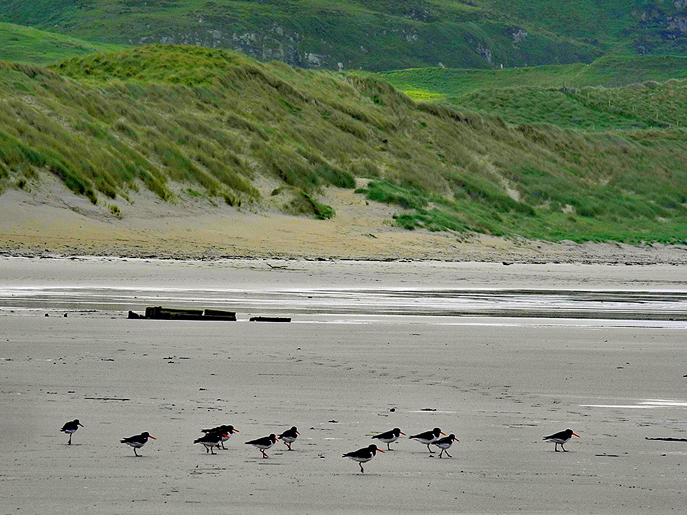 Picture of a dozen Oystercatchers on a beach near an old wreck, dunes in the background