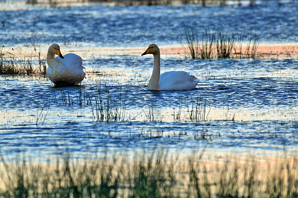 Picture of two Whopper Swans in the dusk in some shallow water with various grasses